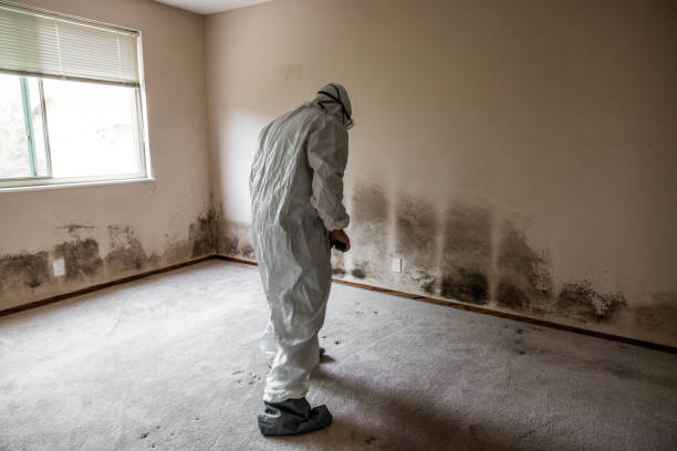 Mold Removal for HVAC Installations in Pontiac, MI